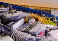 rat in engine..png