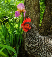 iris w rockt.jpg