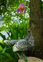 iris w sylvie.jpg