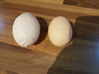 WrinkledEgg.jpg