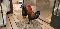 20180704_083824.jpg