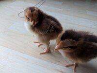 Speckled&Welsummer5:11:2-19.jpg
