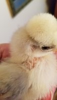 Resized_20190509_193531_1896.jpeg
