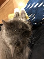 8AB7AC8F-7832-4606-82DB-ACDD9F22BA99.jpeg