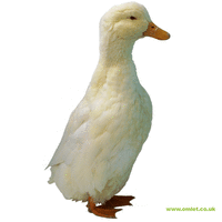 Pekin_duck_600.gif