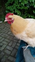 fluffy1.jpg
