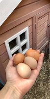 CHICKEN EGGS.jpg CHICKEN EGGS.jpg