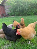 our chickens.jpg our chickens.jpg