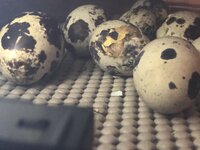 B33DF0E1-B35A-47BB-94C9-50CAA138E35E.jpeg