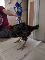 IMG_20171124_113853.jpg