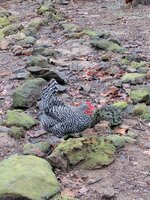 IMG_20170214_163519.jpg