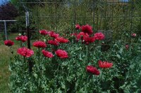 dk pink poppy 2019.JPG