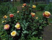 peace rose 2019.JPG