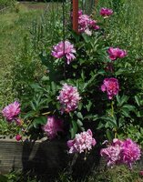 peony 2019.JPG