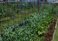 peas lettuce  etc 2019.JPG