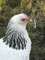 IMG_20190514_162056.jpg