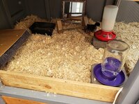 2brooder.jpg