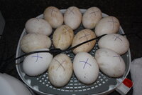 5-16-19 Goose Eggs (2).JPG