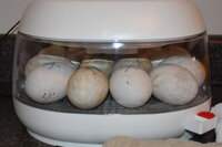 5-16-19 Goose Eggs (3).JPG