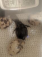 JPEG_20190516_175012_4925047020883847476.jpg