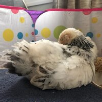 chickens 2.jpg