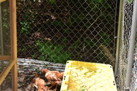 roosters 2 and 3 x2.JPG