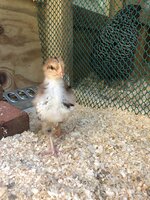A43579D4-BD3C-4F8B-931E-5516FFF1D6E1.jpeg