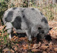 piggie2.jpg