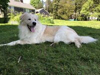 53B562DF-5305-4A29-B7EB-ADC2A7A2C58F.jpeg