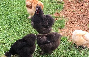 Silkie Crew.jpg
