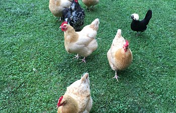 evening with the flock 5.jpg