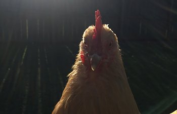 heavenly Miss Pea.jpg