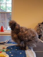 Frizzle 519c.jpg