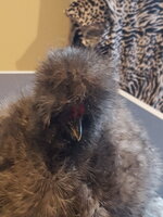 Frizzle head 519.jpg