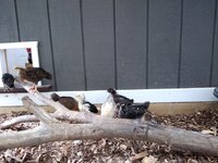 Chicks in brooder run.jpg