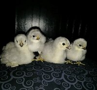 Blue and Lavendar.jpg