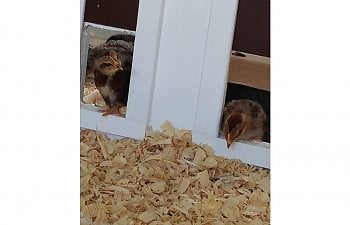 chicks first time pop doors open.jpg
