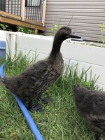 21F92872-F0D9-41D1-B7CD-912499AB03E8.jpeg