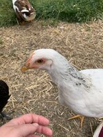 04A46870-F38A-494E-B33C-13D3213E68F8.jpeg