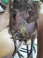 Goldie's dirty butt.jpg