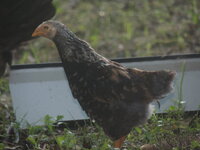 DSCN0964.JPG