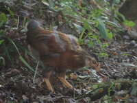 DSCN0960.JPG