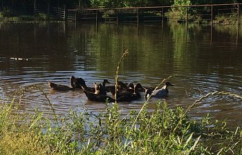 Ducks are enjoying the pond!