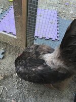 chick1.jpg chick1.jpg