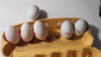 duck egg 2.jpg