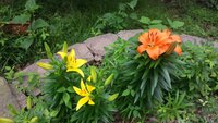 flowers-01.jpg
