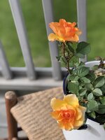 097C068C-459B-412C-910B-7AB7199F7AD7.jpeg