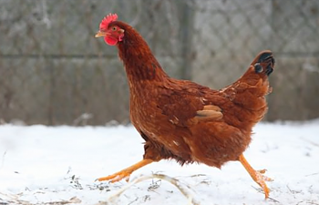 How to keep your chickens warm in the winter