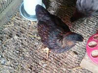 born march 30 Pure BV Hen&Tiny.jpg