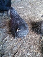 Pic 2 blue blue laced 5 21 19.jpg